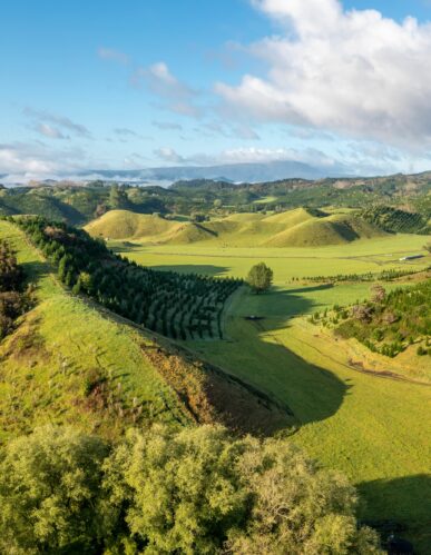 McKay acquires Tenix Kawerau