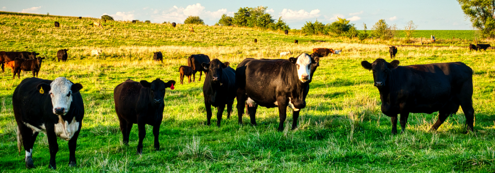 Kiwi Dairy Company