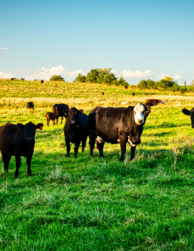 Kiwi Dairy Company