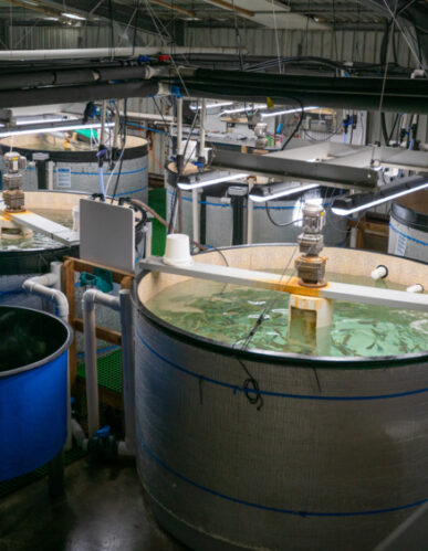 NIWA Kingfish Recirculation Aquaculture System